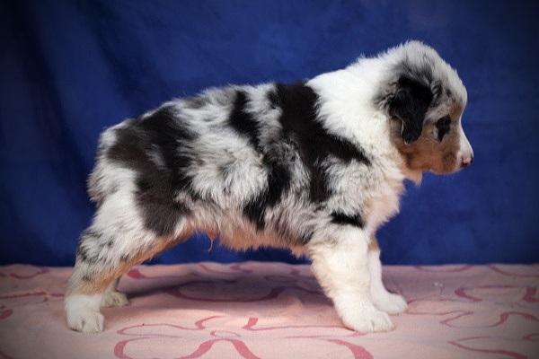 5 týdnů / 5 weeks
